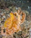 Octopus 05tc Mototi 7381