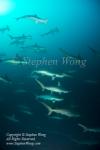 Shark 06t Scalloped Hammerhead 6453