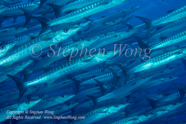 Barracuda 01t Chevron 7510 copy