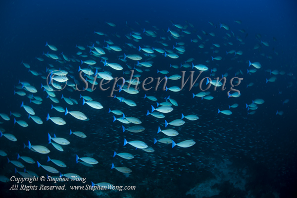 Surgeonfish 02t 6326