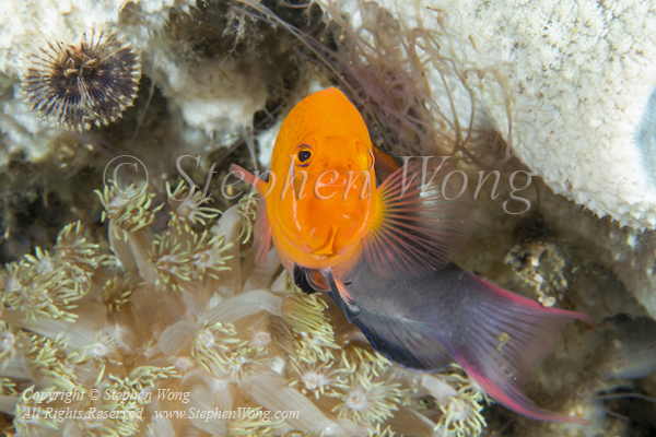 Dottyback 02tc Steene's 7357