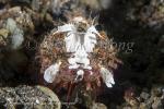 Scorpionfish 03tc 7386