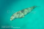 Dugong 10tc2 6977