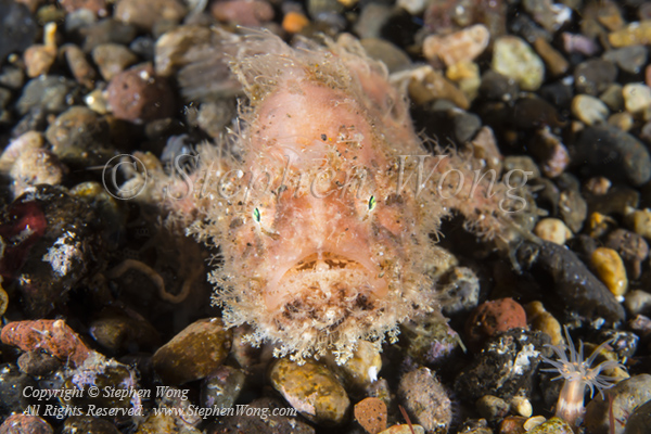 Frogfish 10tc 7444