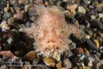 Frogfish 10tc 7444