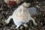 Frogfish 13tc 7474