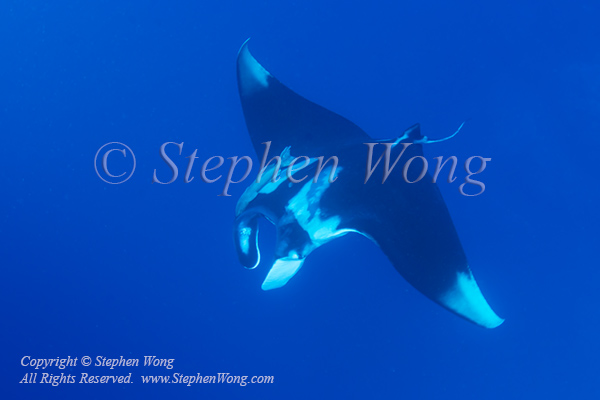 Manta 01tc Oceanic, M birostris 6704