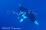 Manta 01tc Oceanic, M birostris 6704