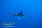 Striped Marlin 61t 1205