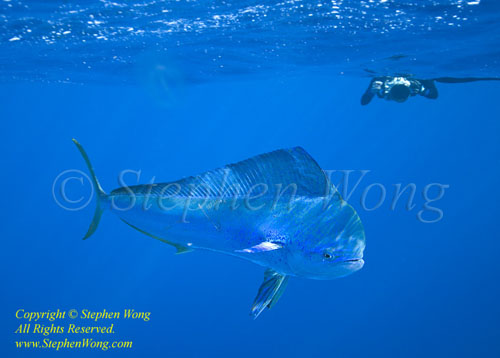 Dorado Mahi Mahi 34t & Takako 0837 Stephen WONG