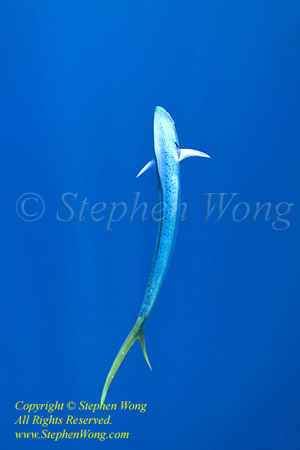 Dorado Mahi Mahi 67t 0963 Stephen WONG