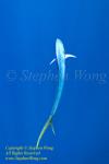 Dorado Mahi Mahi 67t 0963 Stephen WONG