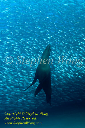 Sea Lion 02t2 & Bigeye Scad 1751 Stephen WONG