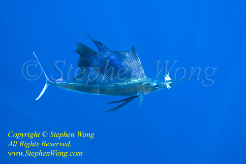 Pacific Sailfish 04tc eating fish 0261 Stephen WONG. This Pacific species is different from my earlier posted Atlantic ones.