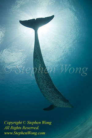 Dolphin 72t Atlantic Spotted 1376 Stephen WONG