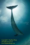 Dolphin 72t Atlantic Spotted 1376 Stephen WONG