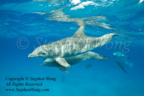 Dolphin 339tc Bottlenose 2350 Stephen WONG