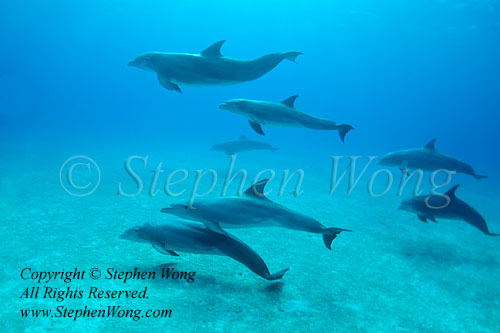 Dolphin 347tc Bottlenose 2408 Stephen WONG