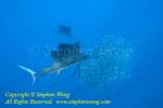 Atlantic Sailfish 027tc corral baitball 0423