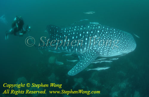 Whale Shark 01t & Takako Bur0207 Stephen WONG 010109