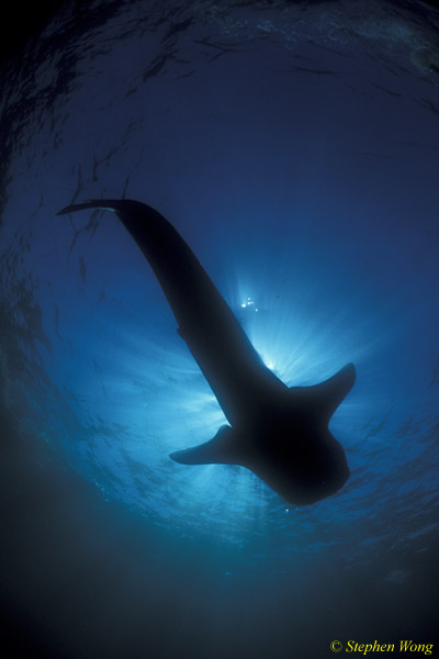 Whale Shark 01 020804