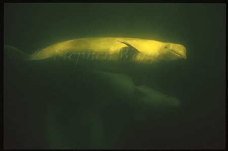 Beluga Whales 116
