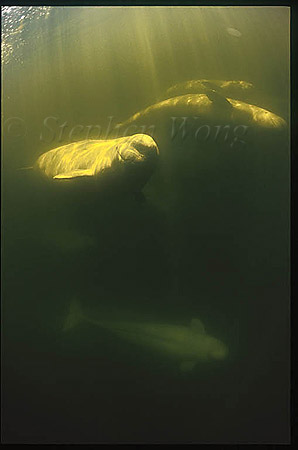 Beluga Whales 119