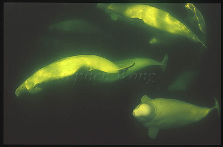 Beluga Whales 121