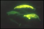 Beluga Whales 122