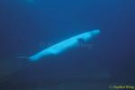 Beluga Whales 123 111503