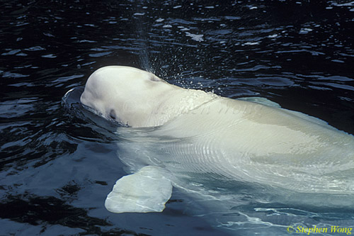 Beluga Whales 124 111503