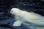Beluga Whales 124 111503