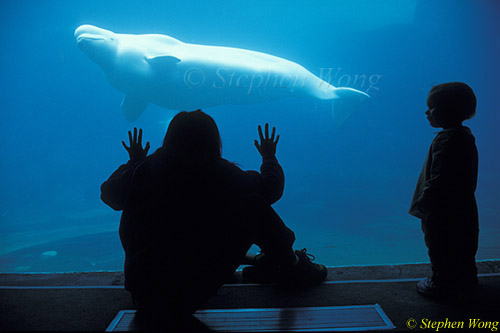 Beluga Whale 125 & Takako, Stanley Park, Van 111403