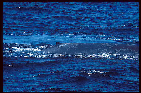 Blue Whales 01 note the 3 remoras on body of dorsal fin.  Very small suckerfish comparing to the whale.