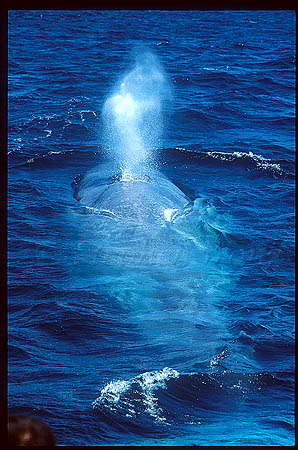 Blue Whales 03