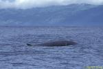 Cuvier's Beaked Whale 01 Rare Animal 110803
