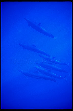 False Killer Whales 101