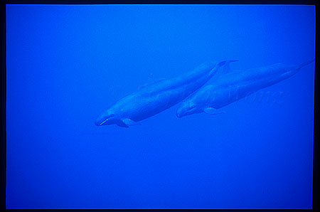 False Killer Whales 102