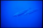 False Killer Whales 102