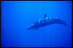 False Killer Whales 103