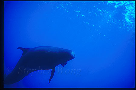 False Killer Whales 104 very angry animal.  I had to fence myself with my camera.  As it got too close, I had tried to kick the