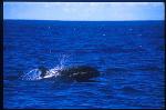 False Killer Whales 106
