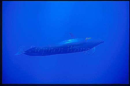 False Killer Whales 107