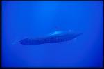 False Killer Whales 107
