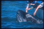 Gray Whales 05