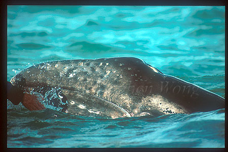 Gray Whales 06
