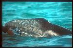 Gray Whales 06