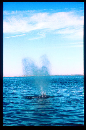 Gray Whales 12 blows