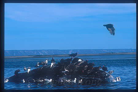 Gray Whales 17 dead eating by birds