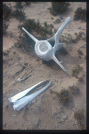 Gray Whales 21 invertebrae & dolphin jaws